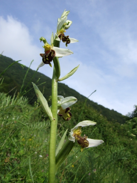 ophrys apifera